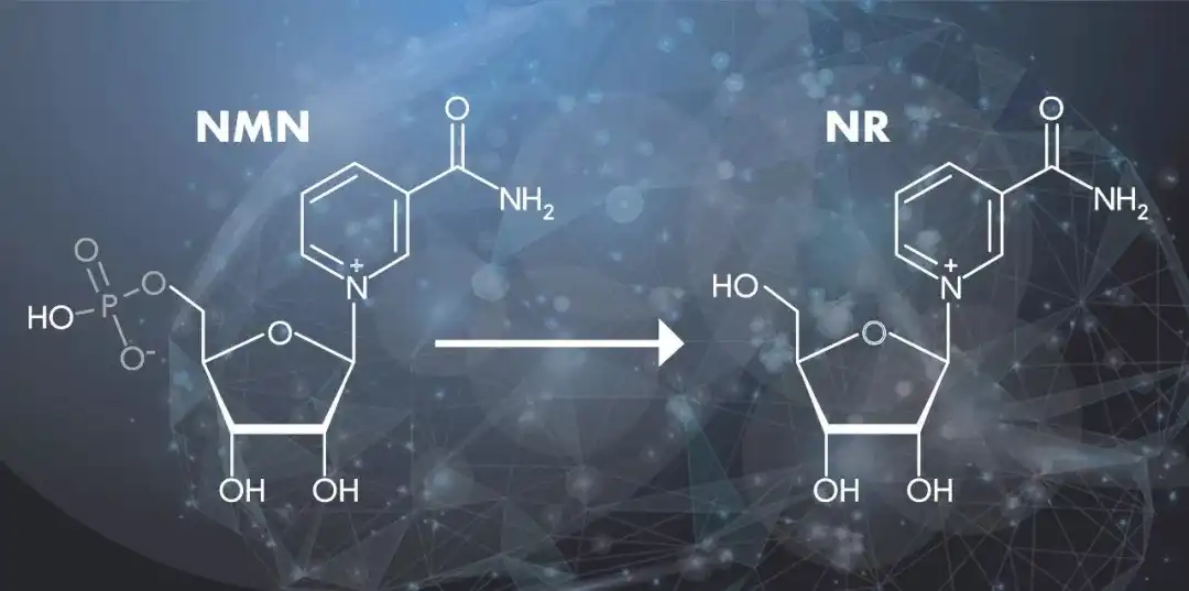 Nicotinamide Riboside Chloride Supplier.jpg